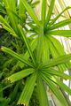 Licuala horrida,Spiny Licuala Palm,Mangrove Fan Palm